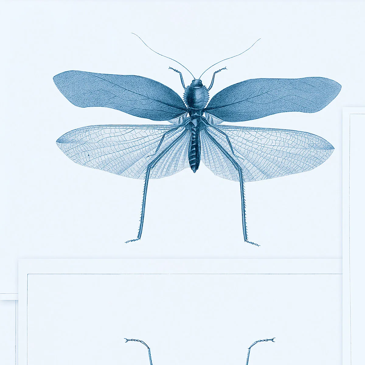 Entomology Insects Wallpaper